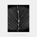 Search for based photography Nature