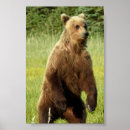 Search for 4x6 posters Bear