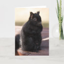 Search for backyard cards Black