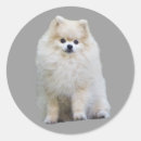 Search for pomeranian stickers Puppy