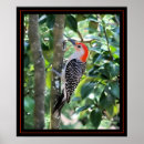 Search for woodpecker posters Birds