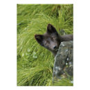 Search for arctic fox art Fauna