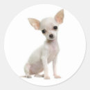 Search for funny chihuahua stickers Cute
