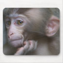 Search for baby monkey electronics Animals in the wild