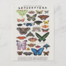 Search for papillons postcards Illustration