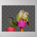 Search for cheeks photography Parrot