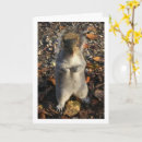 Search for squirrel mothers day cards Animal