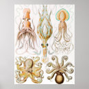 Search for octopus posters Ernst haeckel