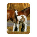 Search for mare magnets Water