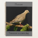 Search for mourning dove Nature