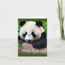 Search for cute panda birthday cards Bear