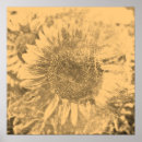 Search for vintage sunflower posters Nature