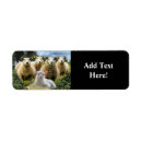 Search for baby lamb return address labels Sheep