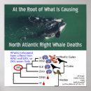 Search for whale posters Marine biologist