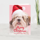 Search for lhasa apso cards Copy space