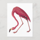 Search for vintage flamingo postcards Summer