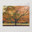 Search for halloween tree postcards Fall
