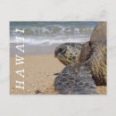 Search for turtle beach postcards Hawaii