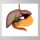 Search for human digestive system posters Close up