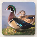 Search for wood coasters Lake