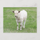 Search for calf postcards Cows