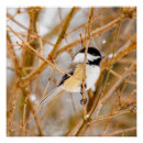 Search for black capped posters Chickadee