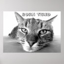 Search for kittie posters Animals