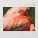 Search for flamingo picture postcards Animal