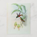 Search for colourful bird art postcards Hummingbird