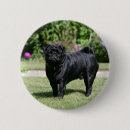 Search for black pug badges Looking at camera