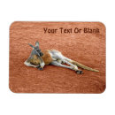 Search for kangaroo rectangular magnets Wildlife