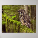 Search for perched posters Green