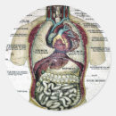Search for vintage anatomy stickers Illustration