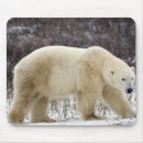 Search for ursus electronics Arctic