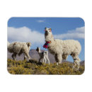 Search for andes mountain magnets Argentina