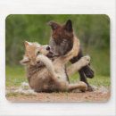 Search for baby wolf pups Canis lupus lycaon