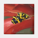 Search for frogs magnets Sitting