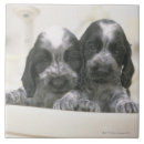 Search for dog breed tiles Animal