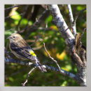 Search for warbler photography Animals