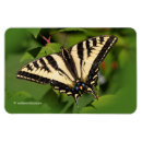 Search for swallowtail butterfly magnets Insect