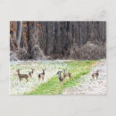 Search for frosted postcards Photography