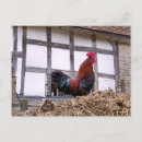 Search for cockerel postcards Animals