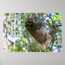 Search for three toed posters Sloth