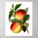Search for vintage fruit posters Green leaves