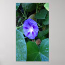 Search for glory flower Garden