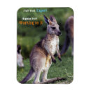 Search for kangaroo rectangular magnets Joey