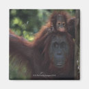 Search for mothering magnets Vertical