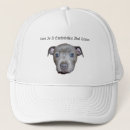Search for bulls hats Puppy