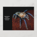 Search for tarantulas postcards Arachnid