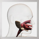 Search for cavity posters Digitally generated image